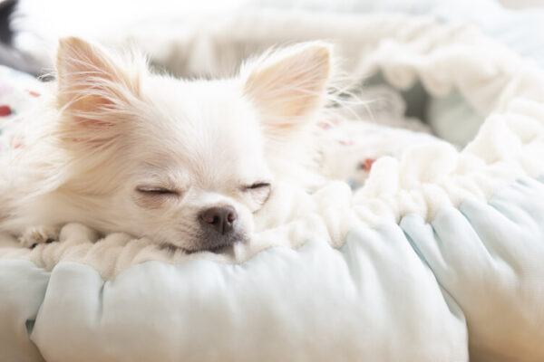 のうのうと生きている犬