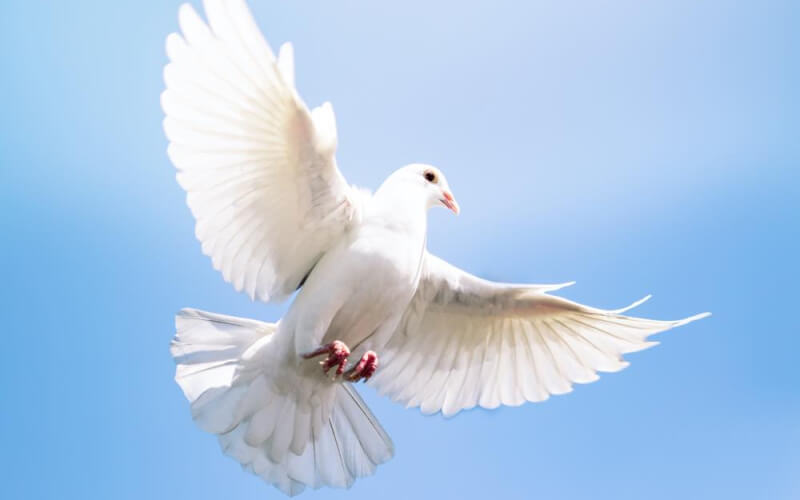 鳩が平和の象徴に選ばれる理由